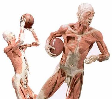 anatomia musculos